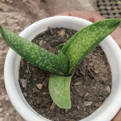 Gasteria Excelsa Baker Succulent Plant