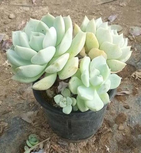 Echeveria Elegans Rose (Variety 1) “Pearl Echeveria”
