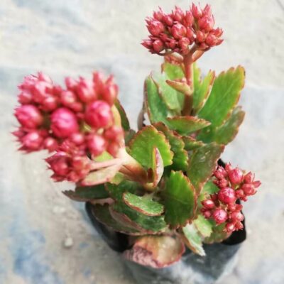 Kalanchoe Blossfeldiana Poelln “Flaming Katy”