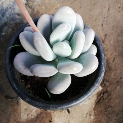 plastic pots plants 3 Gallon Plant Pots (Black Plastic) – Grow Organic main image 1