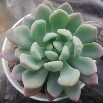Echeveria elegans Rose (Variety 2) “Pearl echeveria”