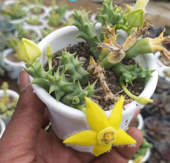 Orbea Semota Succulent Plant