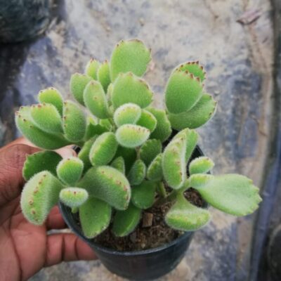 Cotyledon Tomentosa “Bear Paw" Succulent Plant