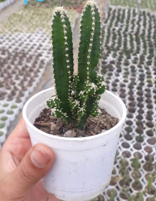 Acanthocereus tetragonus (Variety 1) “Barbed-wire cactus”