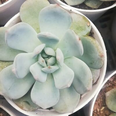 Echeveria elegans Rose "Pearl echeveria"