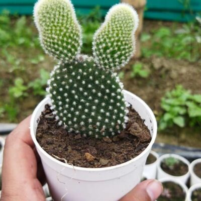 Opuntia microdasys (Variety 1) “Bunny-Ears Prickly-Pear” Cactus
