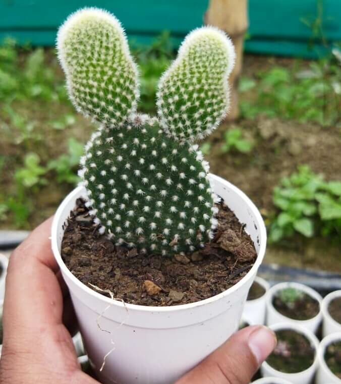 Opuntia microdasys (Variety 1) “Bunny-Ears Prickly-Pear” Cactus