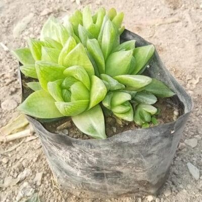 Haworthia cymbiformis "Cathedral Window"