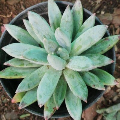 Echeveria Hookeri Succulent