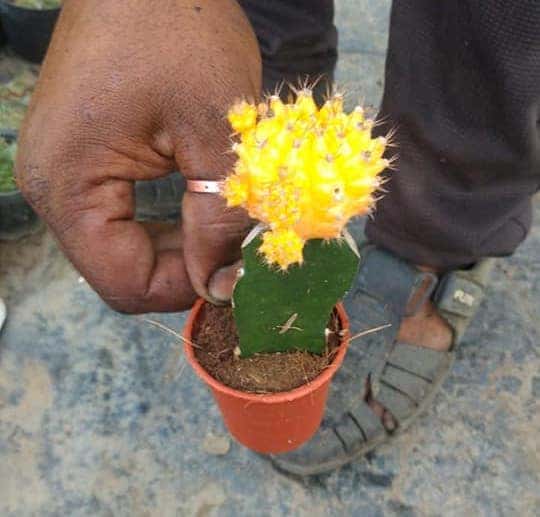 Moon Cactus (Yellow)