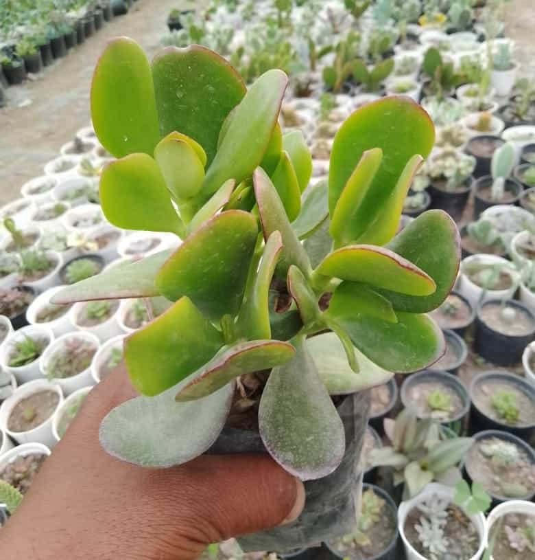 Crassula Ovata Succulent Plant