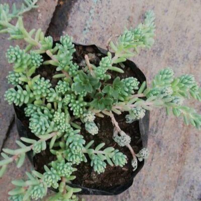 wholesale succulent pots Succulent Cup Ceramic Planter Kit – Chive US Wholesale main image 1