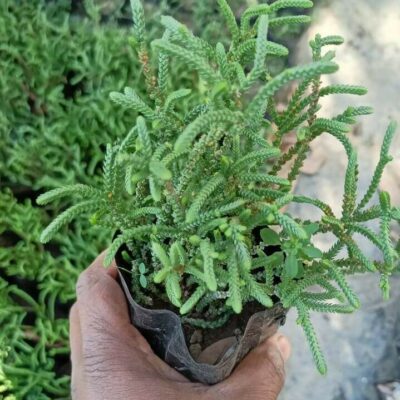 glazed ceramic outdoor plant pots 8821 Glossy Cylindrical Planter