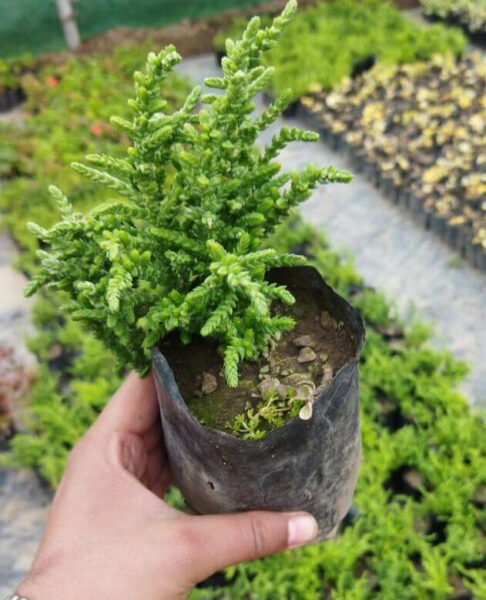 Crassula muscosa (Toy-cypress) chain succulent plant