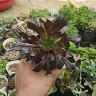 Aeonium Arboreum Webb "Tree aeonium"