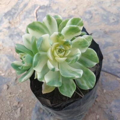 Aeonium Castello Paivae Bolle Succulent Plant