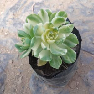 Aeonium castello-paivae Bolle “Lily paddy”