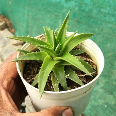 Aloe succotrina Lam “Fynbos aloe”