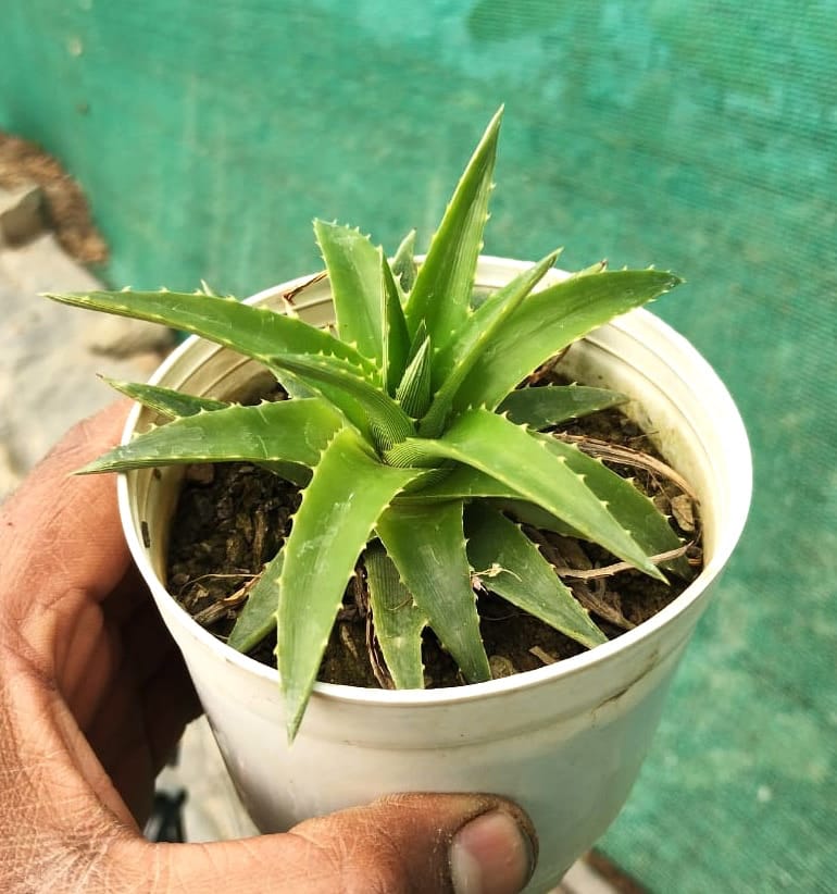 Aloe succotrina Lam “Fynbos aloe”