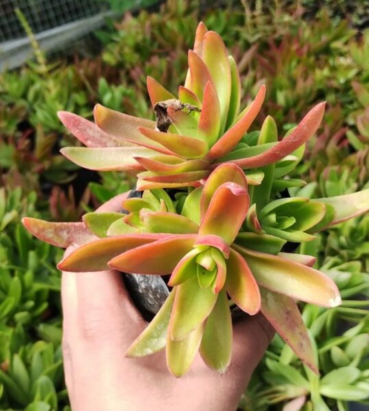 Chinese Campfire plant