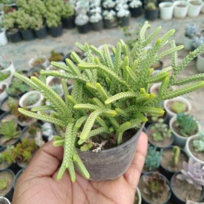 Crassula Muscosa (Toy-cypress) Chain Succulent.jpeg