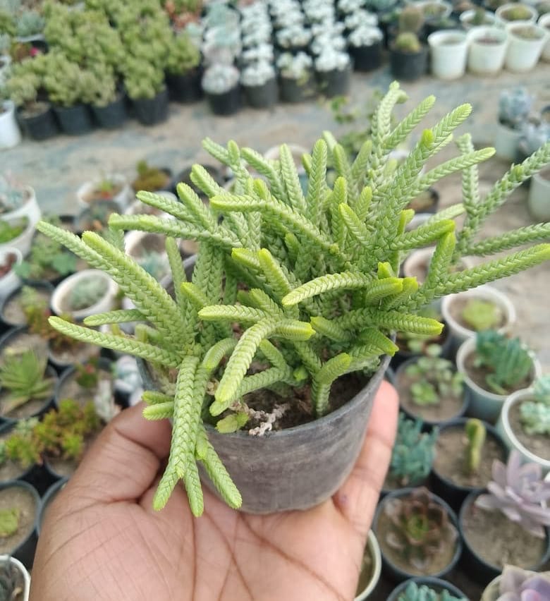 Crassula Muscosa (Toy-cypress) Chain Succulent.jpeg
