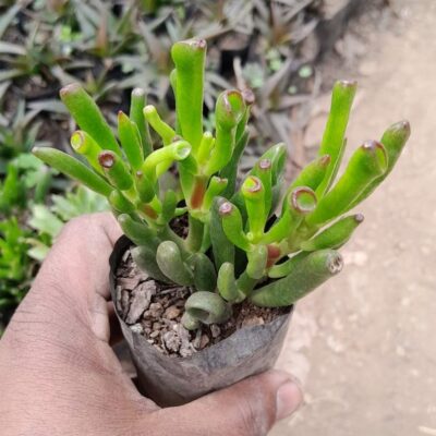 Crassula Ovata (Mill.) Druce "Jade Plant"