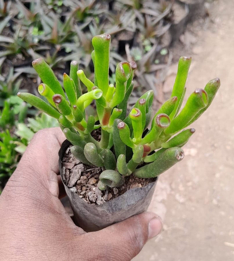 Crassula Ovata (Mill.) Druce "Jade Plant"