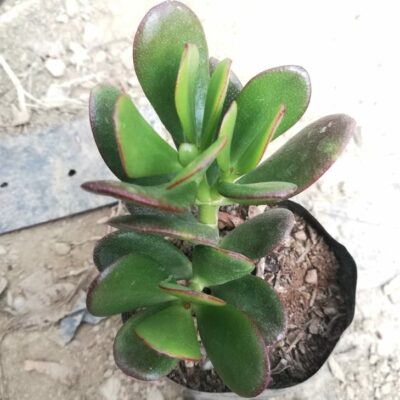 Crassula Ovata Succulent Plant