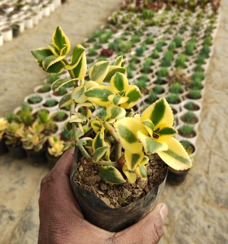 Crassula Sarmentosa Harv Succulent Plant