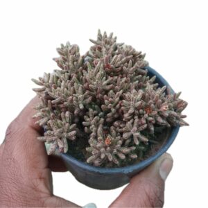 Crassula Humberti Succulent Plant