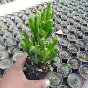 Crassula ovata (Mill.) Druce(Variety 1) "Jade plant"