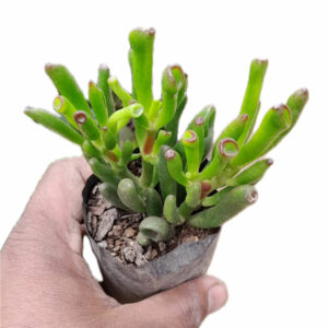 Crassula ovata (Mill.) Druce(Variety 1) “Jade plant”