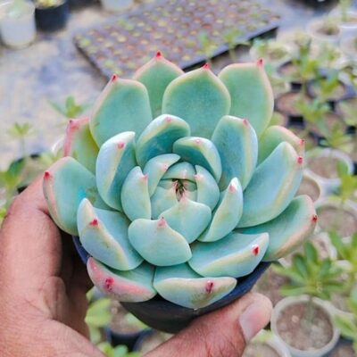 Echeveria Colorata (Variety 1)