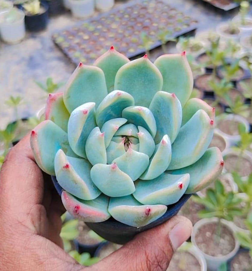 Echeveria Colorata (Variety 1)