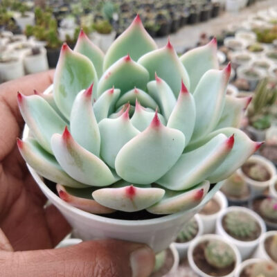Echeveria Elegans Rose (Variety 4) Pearl Echeveria