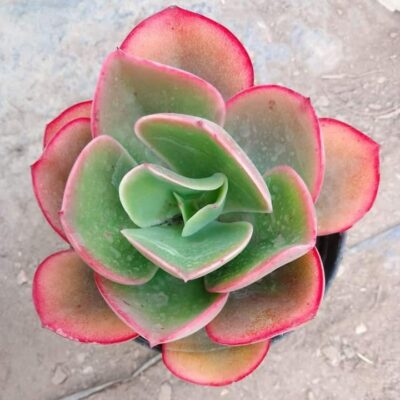 Echeveria Pallida Succulent Plant