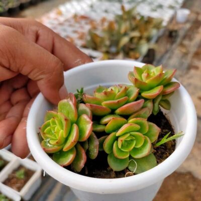 Echeveria Rolly - Sedeveria Rolly Korean Succulent - Bhimtal Nursery