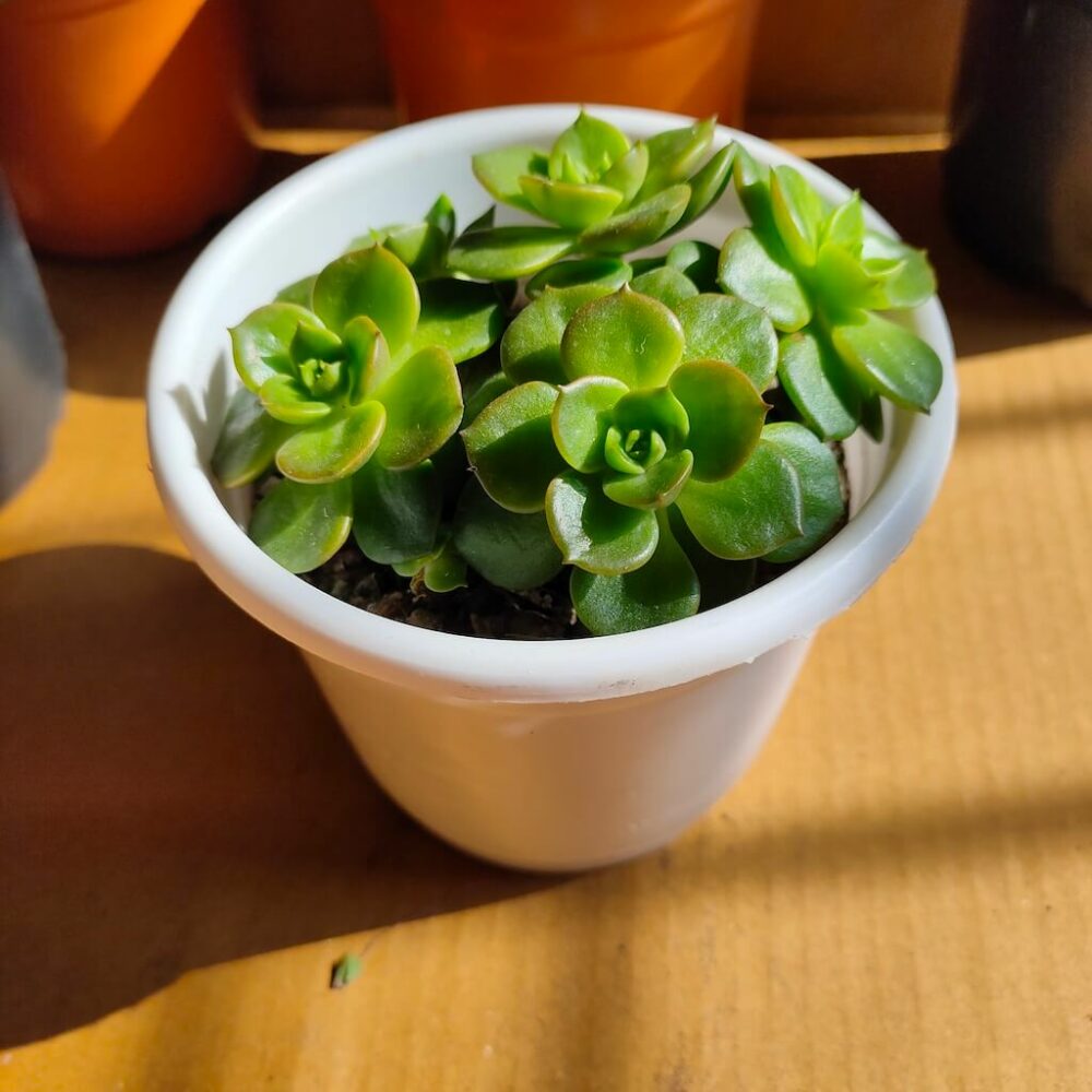 Echeveria Rolly - Sedeveria Rolly Korean Succulent - Bhimtal Nursery