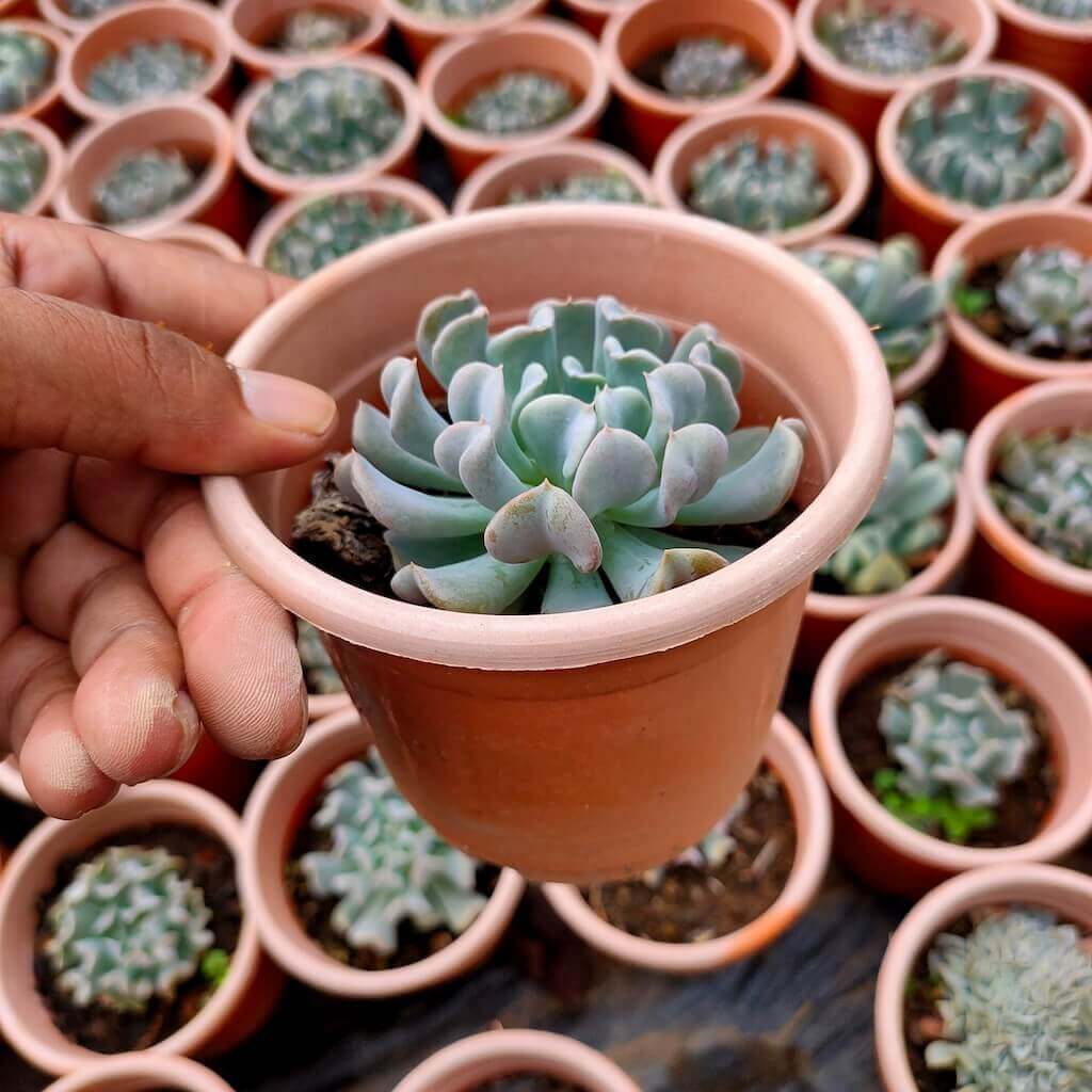Echeveria-Runyonii-Topsy-Turvy-Succulent-2.jpg