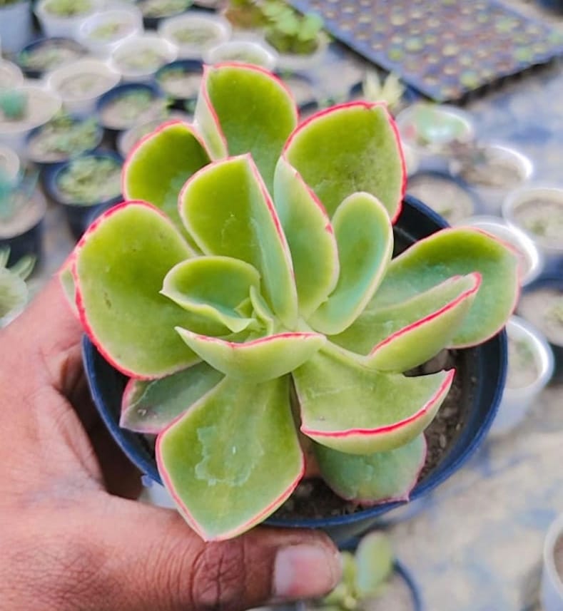 Echeveria Secunda Booth