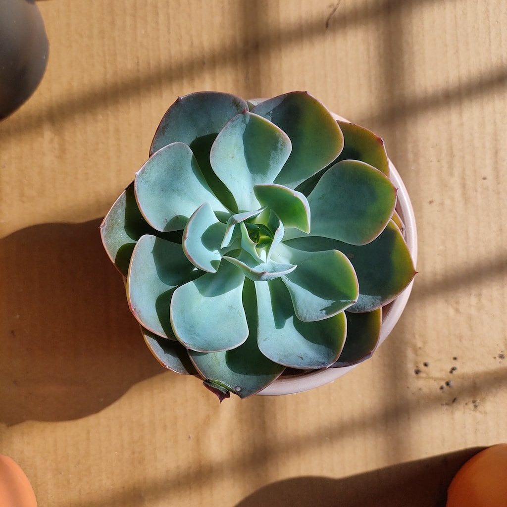 Echeveria-lilacina-Ghost-Echeveria-Succulent-1.jpg