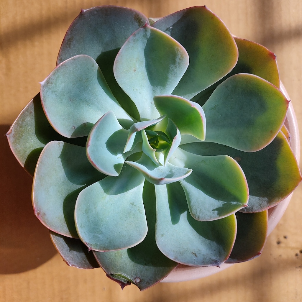 Echeveria-lilacina-Ghost-Echeveria-Succulent.jpg