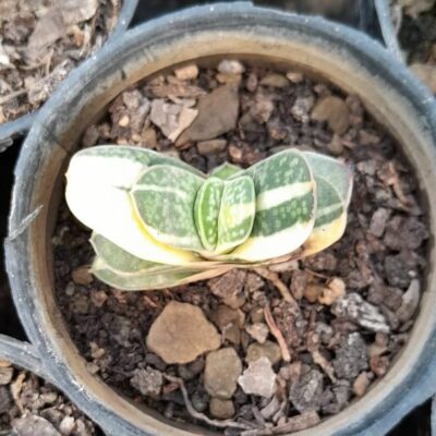Gasteria Pillansii Kensit Variegated Succulent Plant