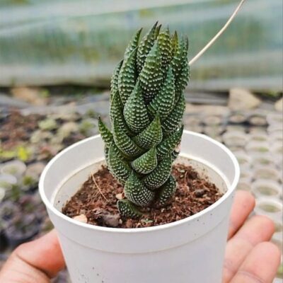 Haworthia Reinwardtii Zebra Wart Succulent