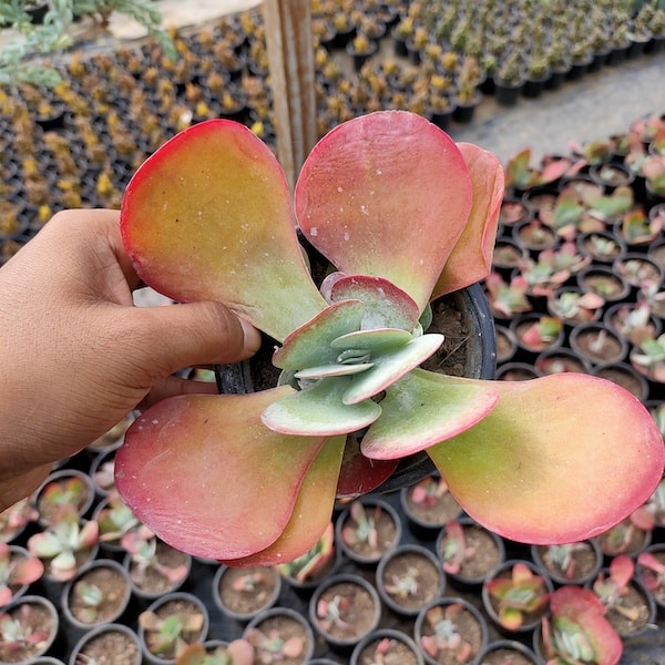 Kalanchoe Flapjack, Poplet Succulent Plant