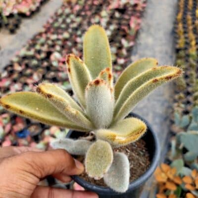Kalanchoe Tomentosa “Chocolate Soldier” Plant