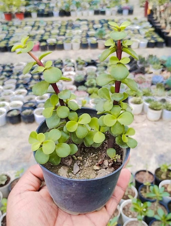 Jade Plant (Good Luck Jade Plant)
