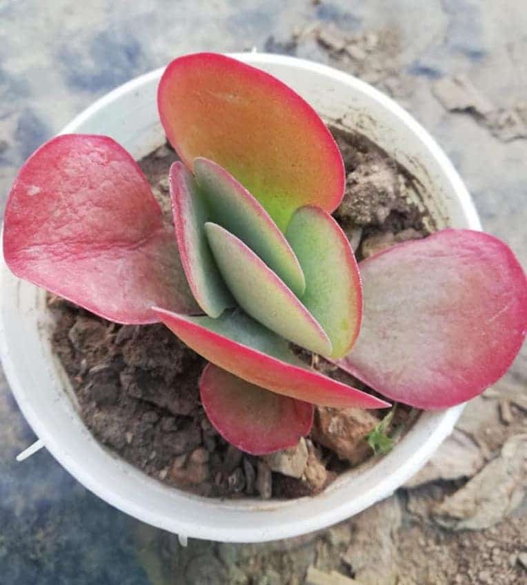Kalanchoe Flapjack, Poplet Succulent Plant