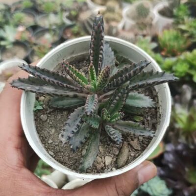 Kalanchoe serrata Mannoni & Boiteau "Magic Tower"